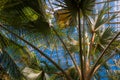 Palm trees in the Howard Peters Rawlings Conservatory, in Druid