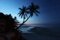 Palm Trees