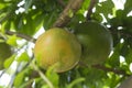 Pamela tree with fruits