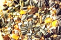 Parrot Food Mix