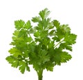Parsley