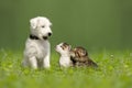 Parson Jack Russell Terrier puppy with two little kittens