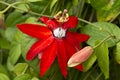 Passiflora (Mary Jane)