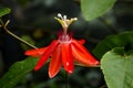 Passiflora (Mary Jane)