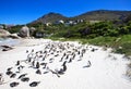 Penguins At Boulders Beach. So...