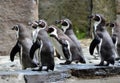 Penguins come out of the water photo