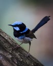 Perching male blue wren