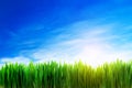 Perfect Grass Field Nature Bac...