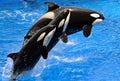 Performing Killer Whales (Orca)