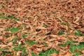 Perspective of brown dead autumn leaves on green grass