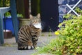 Pet Cat In Garden