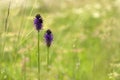 Phyteuma Spicatum In Nature Fi...