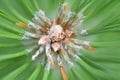 Pine Background