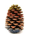 Pine cone