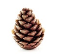 Pine cone 