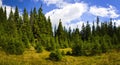 Pine Forest Landscape