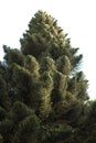 Pine Tree On Isolated White Ba...