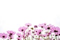 Pink Coreopsis Flowers