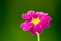 Pink Flower On Green Nature Ba...