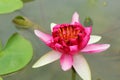 Pink Lotus Flowers In The Nature