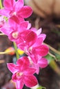Pink Orchid In The Nature