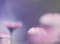 Pink Soft Light Nature Backgro...