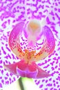 Pink Spotted Orchid Macro