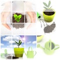 Plant With Garden Tools Isolat...
