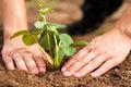 Planting Strawberries In Garden