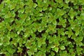 Plants Background