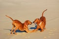 Playful Dogs