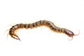 Poison Animal Centipede