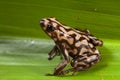 Poison Dart Frog Poisonous Ani...