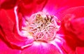 Pollens of a red flower Royalty Free Stock Photography