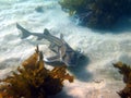 Port Jackson shark