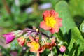 Primrose Or Primula Flowers.