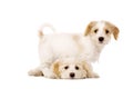 Puppies Playing Isolated On A ...