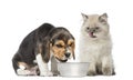 Puppy and kitten sitting in front of a dog bowl