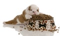 Puppy with large bowl of food