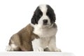 Puppy Saint Bernard