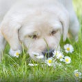 Puppy Sniffing Flowers