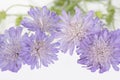Purple Flowers