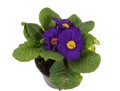 Purple Flowers