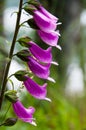 Purple Flowers