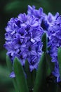 Purple Flowers