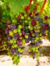 Purple and Green Wine Grapes, California