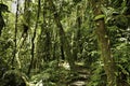 Rain forest green tropical amazon primary jungle 