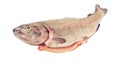 Rainbow trout (Oncorhynchus mykiss) whole eviscerated, isolated