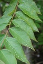 Raindrops on leaf