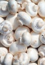 Raw Mushrooms Background